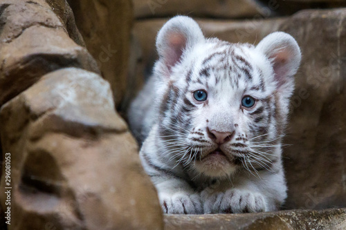Obraz na płótnie White tiger cub in zoological garden w salonie