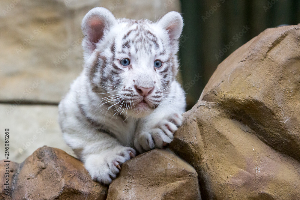 White tiger cub in zoological garden