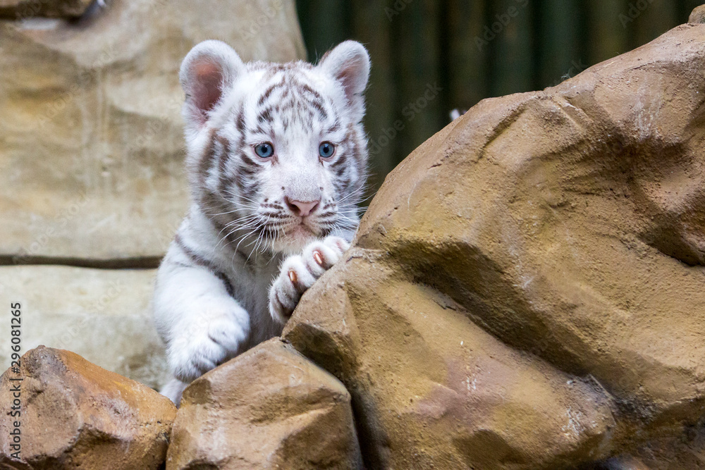 White tiger cub in zoological garden
