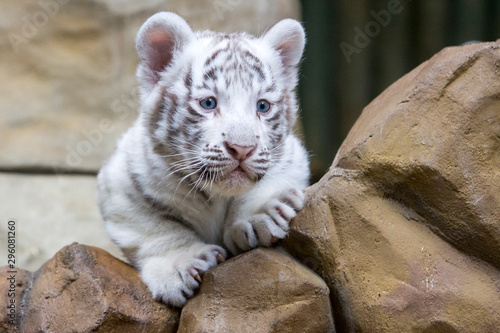 Obraz na płótnie White tiger cub in zoological garden w salonie
