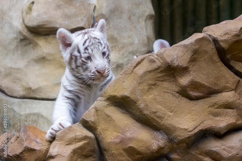 White tiger cub in zoological garden