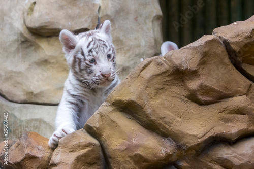 Obraz na płótnie White tiger cub in zoological garden w salonie