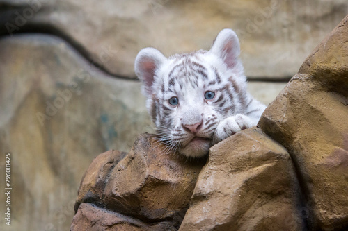Obraz na płótnie White tiger cub in zoological garden w salonie