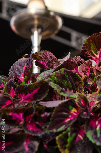 Patterned burgundy green leaves of coleus. Outdoors. Selective focus photo