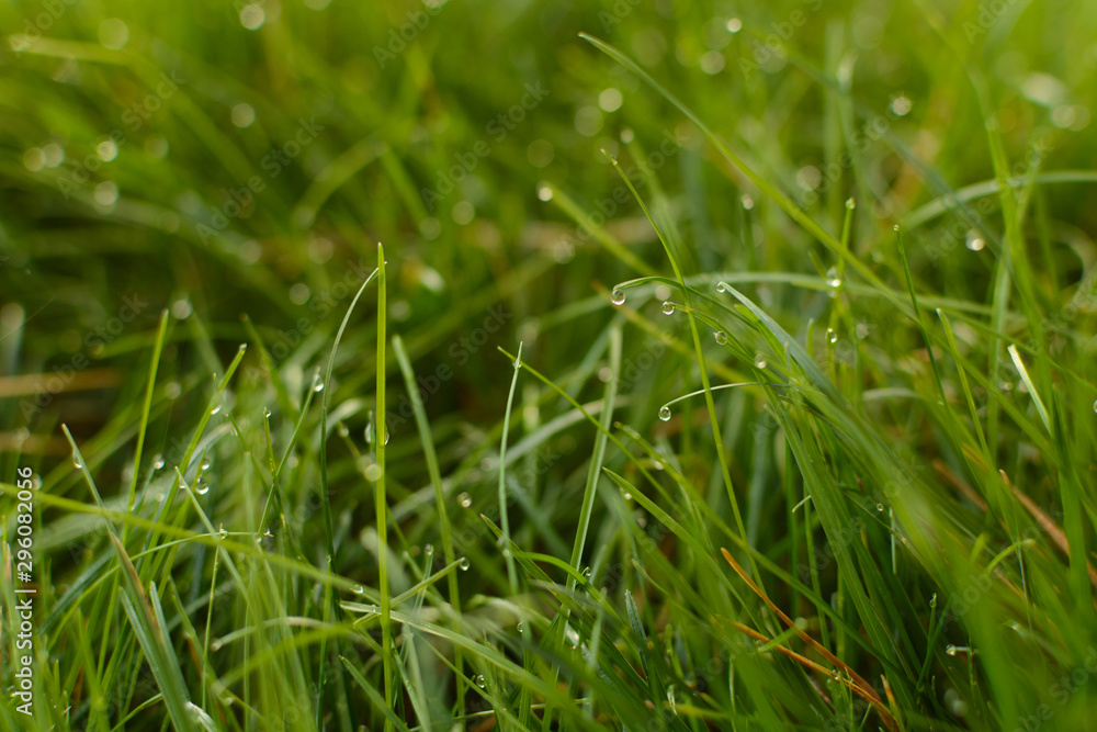 Grass with water drops in the sunlight Grass with water drops in the sunlight