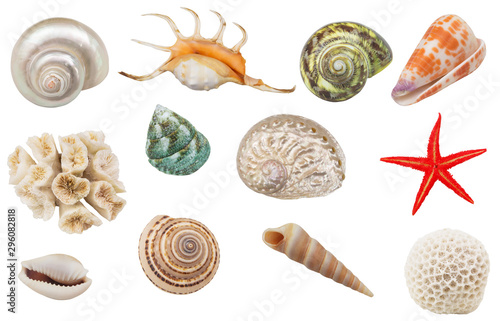 Assortment of seashells, coral and starfish isolated on white background