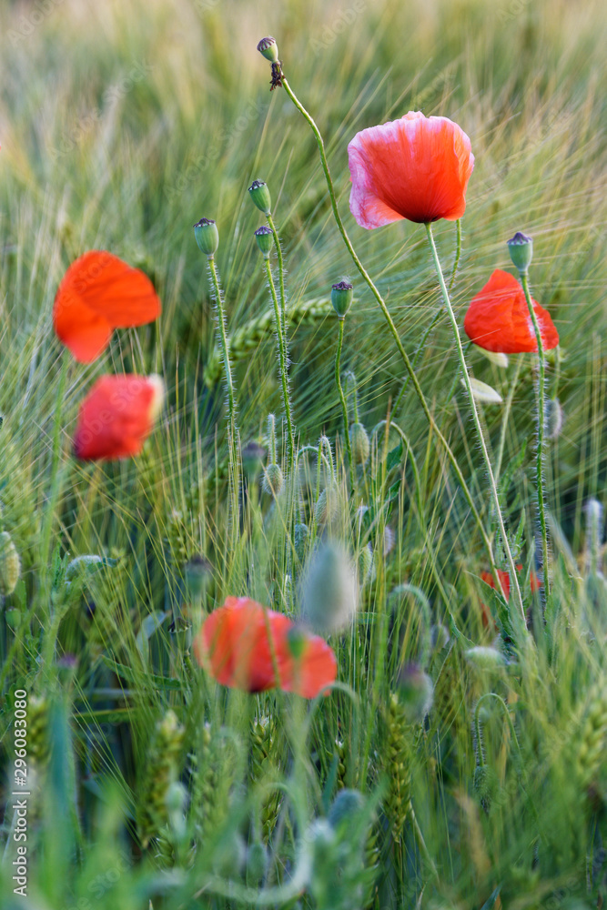 Obraz premium Klatschmohn in einem Getreidefeld