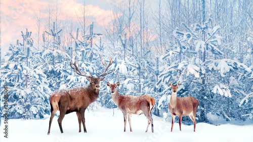 Group of noble deer in a snowy winter forest at sunset. Christmas fantasy image in blue, pink and white color. Snowing.