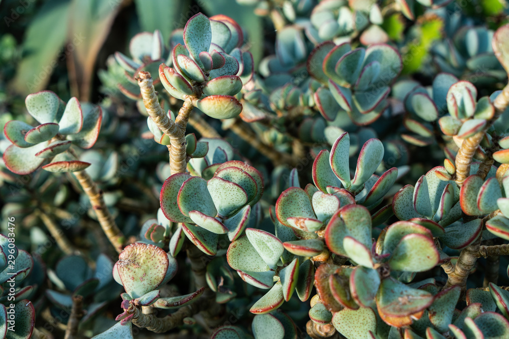Obraz premium Cactus