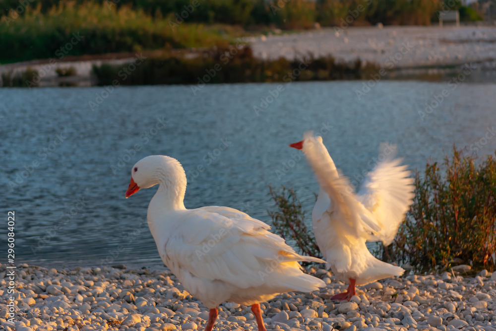 Obraz premium swans on the lake at sunrise 