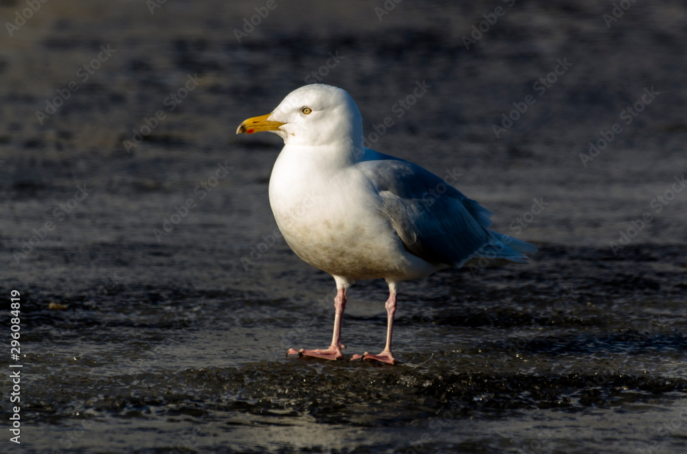 Goéland bourgmestre,.Larus hyperboreus, Glaucous Gull Goéland bourgmestre,.Larus hyperboreus, Glaucous Gull
