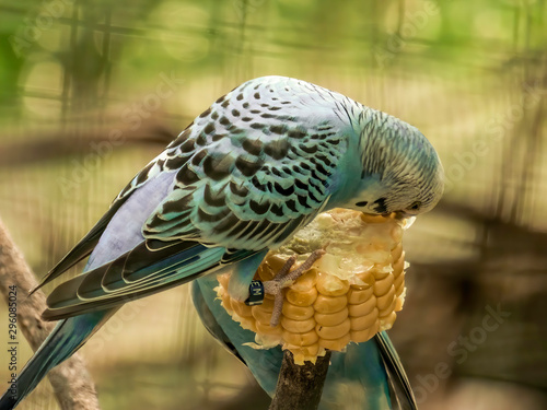 Pretty blue bird perched on a branch eating corn