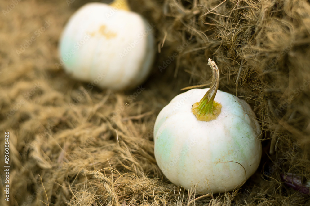 Many small white Pumpkins on natural old rustic rope backdrop, Selective focus. Vertical with copy space. Orange warm tone. Halloween autumn decorative background Wallpaper, gardening and harvest Many small white Pumpkins on natural old rustic rope backdrop, Selective focus. Vertical with copy space. Orange warm tone. Halloween autumn decorative background Wallpaper, gardening and harvest