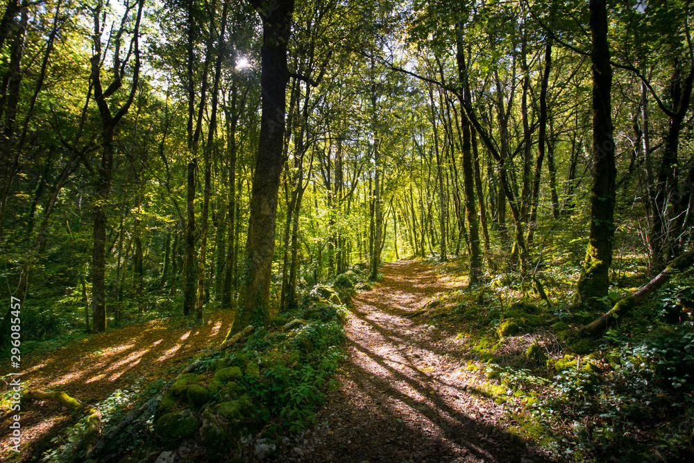 Herbstwald nahe Autore im Vallée de la Dordogne