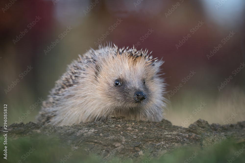 Fototapeta premium Awesome encounter in the woodland, the Hedgehog (Erinaceus europaeus)
