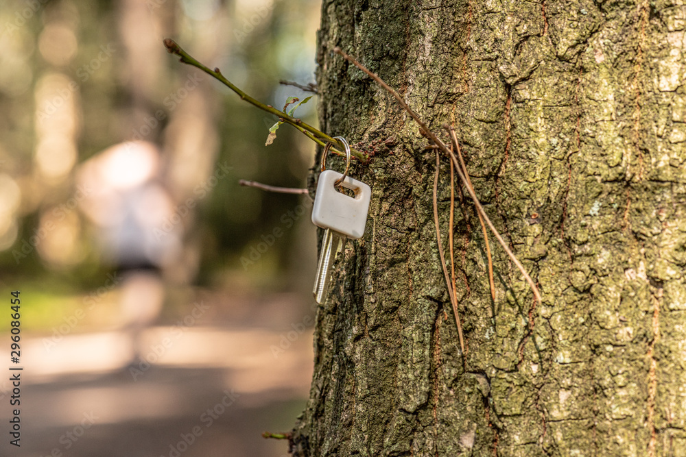 A lost, white key hanging in a tree. Stock Photo | Adobe Stock