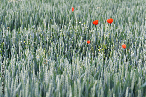 Klatschmohn im Weizenfeld