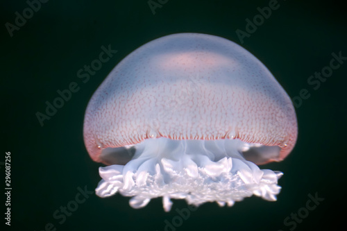 The cannonball jellyfish (Stomolophus meleagris)  isolated on the black background photo