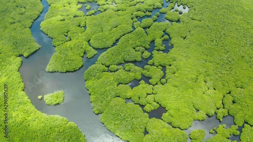 Mangroves with rivers in the Philippines. Tropical landscape with mangroves and islands. Coast of the island of Siargao.