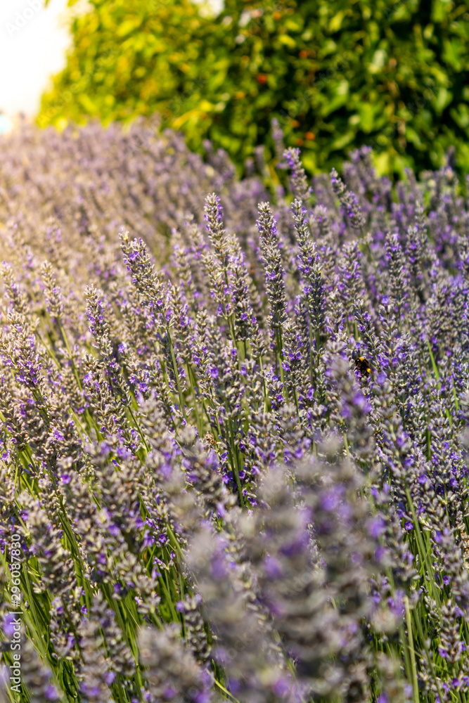 Obraz premium Sunshine over a violet lavender field