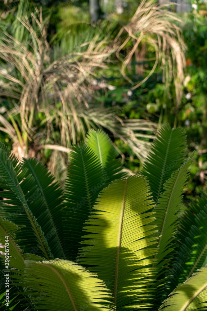 Fototapeta premium Feuille bananier