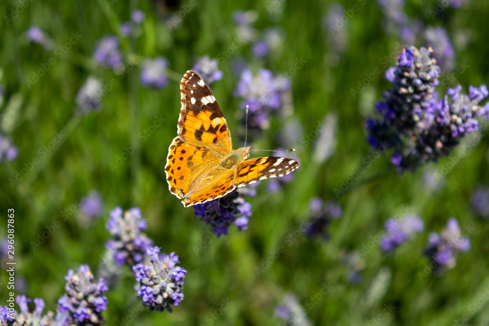 Orange brown butterfly on lavender flower in a garden Orange brown butterfly on lavender flower in a garden