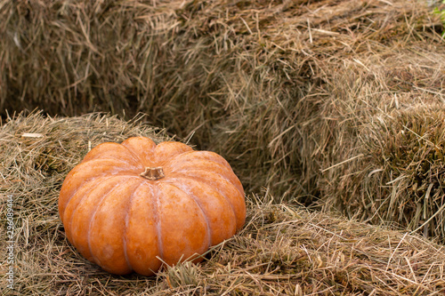Big ripe orange pumpkin on a haystack, copy space background postcard. Harvesting vegetables