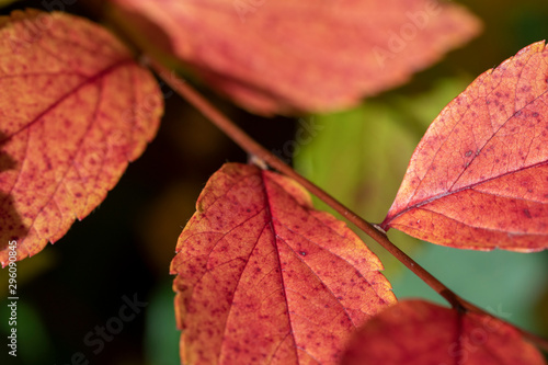 Rote Blätter im Herbst makro