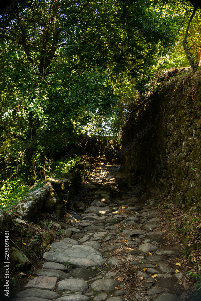Antique traditional stone pavement shade path cover with trees in north region of Portugal Antique traditional stone pavement shade path cover with trees in north region of Portugal