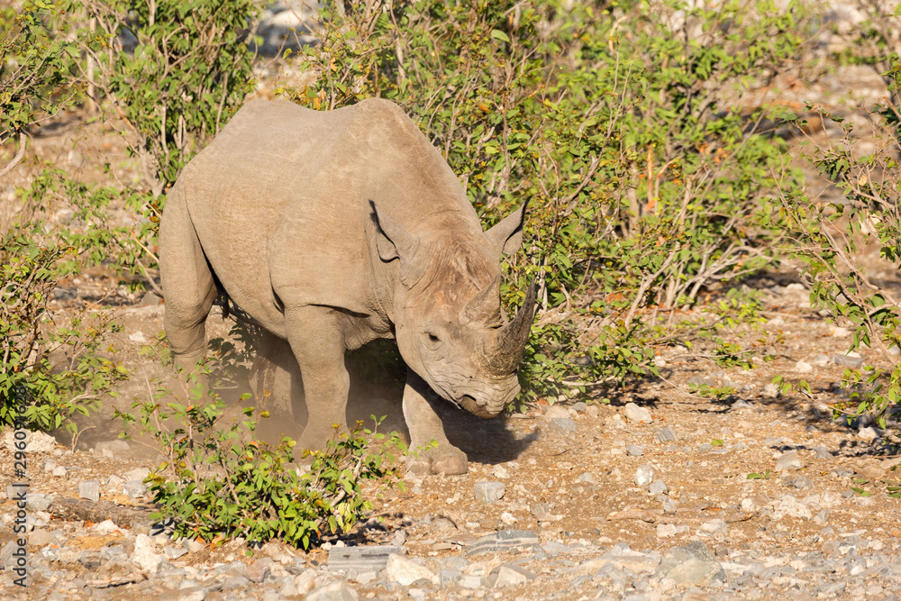 Fototapeta premium White rhinoceros bull making dust with his feet while walking through the steppe, Etosha, Namibia, Africa