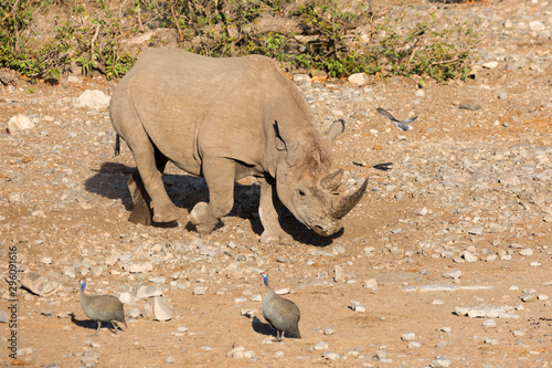 White rhinoceros bull walking between some birds  Etosha  Namibia  Africa