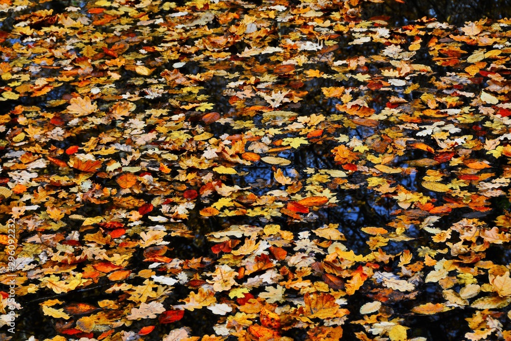 yellowed leaves on the surface of the lake