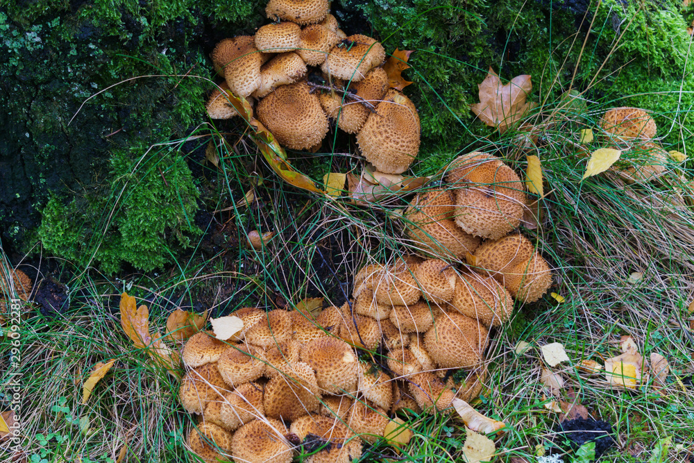 A large group of autumn mushrooms grows around a tree in the forest. A large group of autumn mushrooms grows around a tree in the forest.
