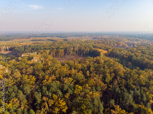 Autumn forest aerial drone view