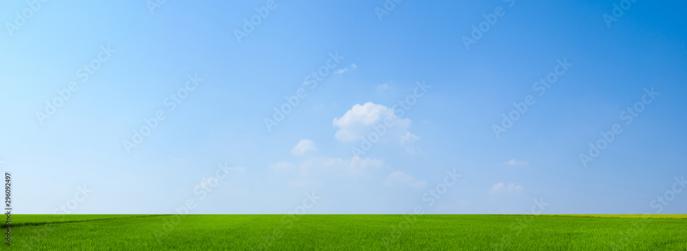 sky and green field background panorama - obrazy, fototapety, plakaty 
