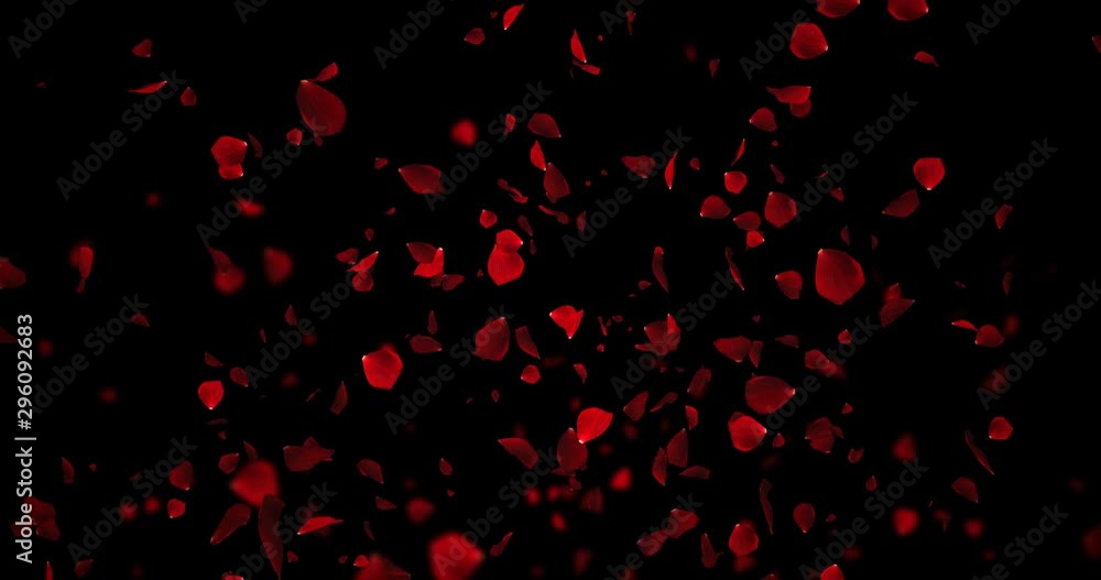 red purple colorful petals rose flying animation on black background with alpha channel matte, love and valentine day festive holiday concept red purple colorful petals rose flying animation on black background with alpha channel matte, love and valentine day festive holiday concept