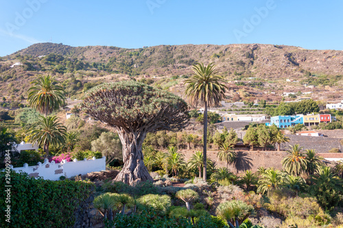 Canary Islands dragon tree, Icod de los Vinos, Tenerife, Spain photo