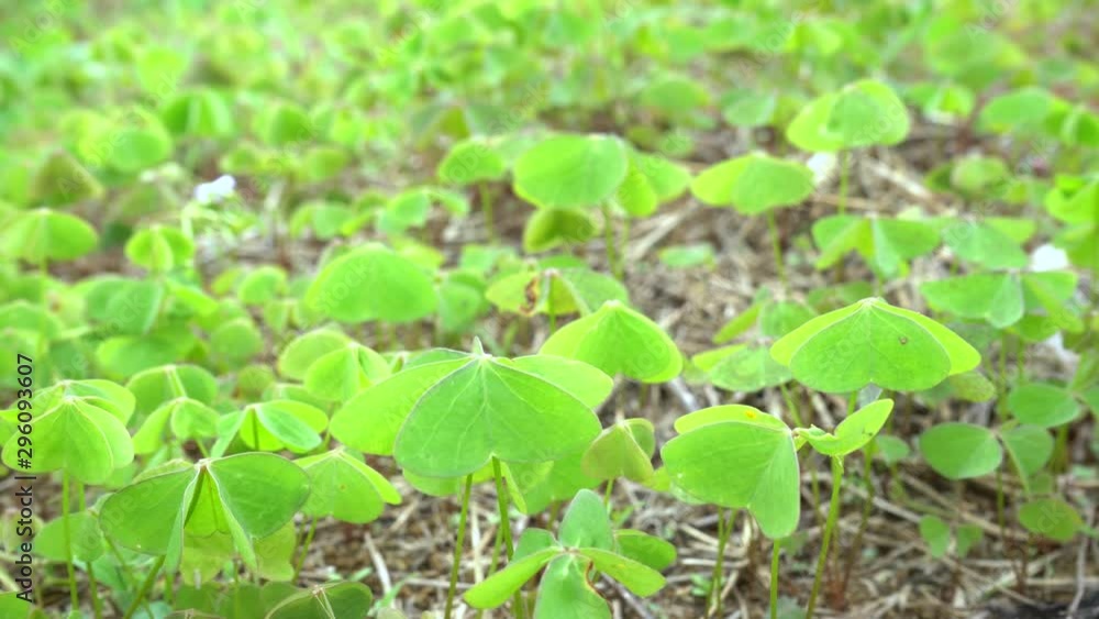 Green clovers being moved gently by breeze Green clovers being moved gently by breeze