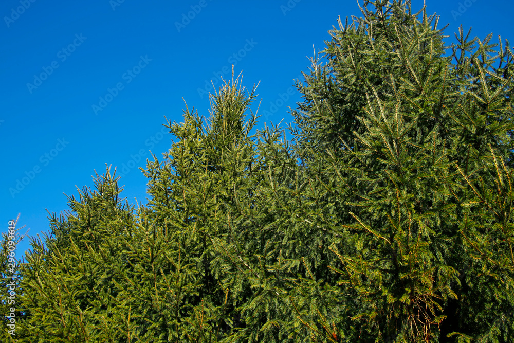 fir tree against blue sky