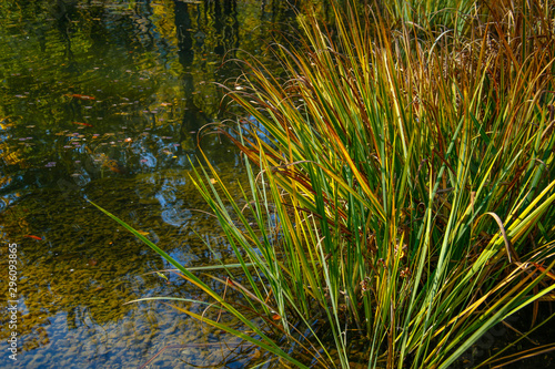 decorative grass in a pond with fish © chrupka