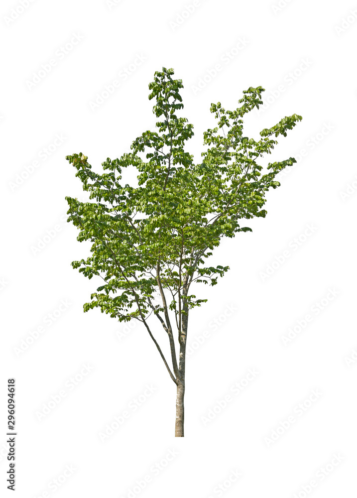 Big green tree on white background. Big green tree on white background.