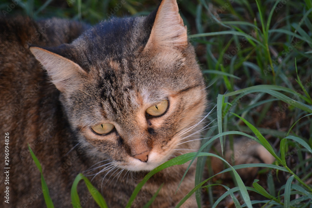 Obraz premium cat in grass