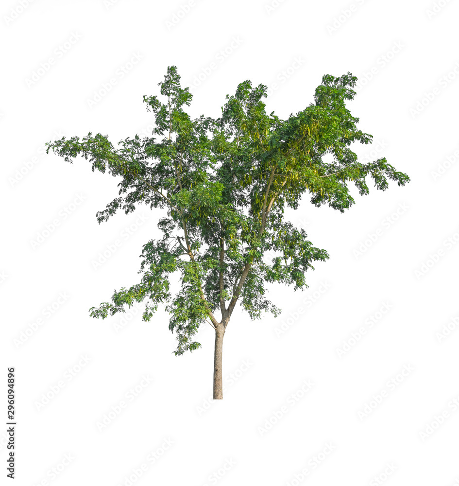 Big green tree on white background. Big green tree on white background.