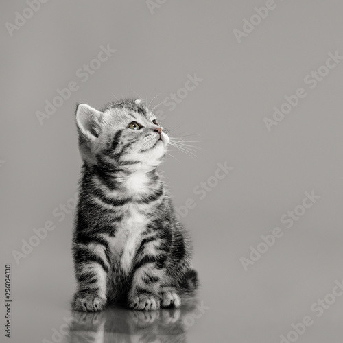 beautiful little kitten © tankist276