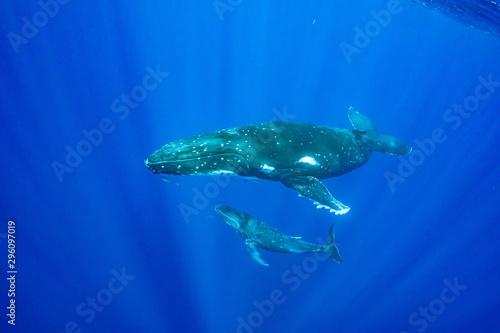 ザトウクジラ 座頭鯨 Humpback whale © Earth theater