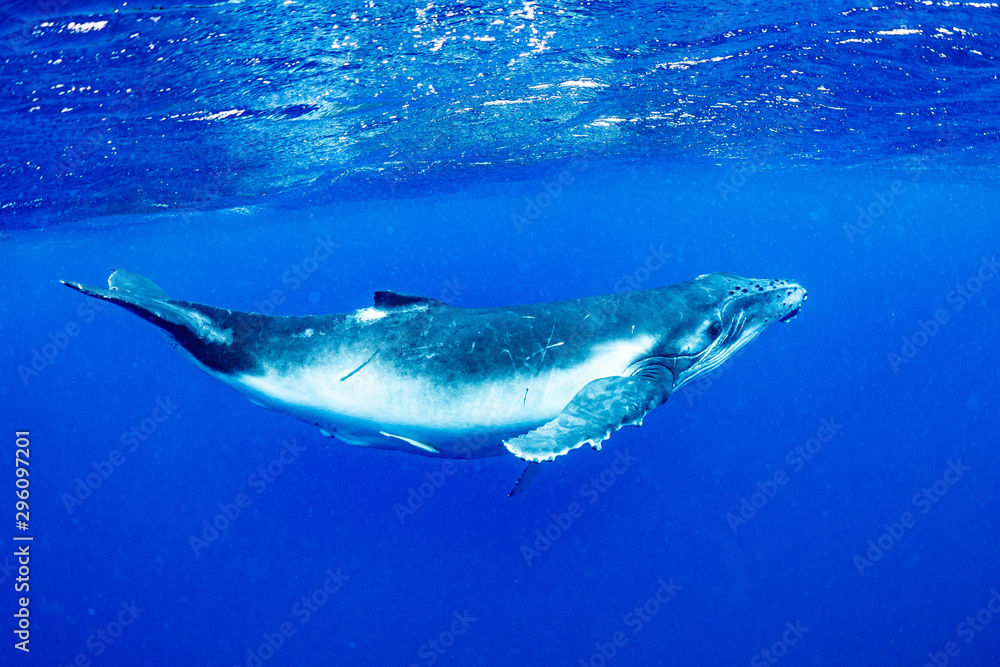 Fototapeta premium ザトウクジラ 座頭鯨 Humpback whale