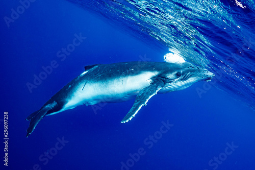                              Humpback whale