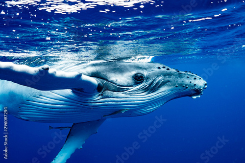 ザトウクジラ 座頭鯨 Humpback whale