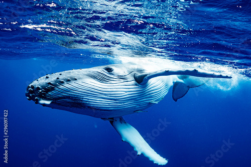 ザトウクジラ 座頭鯨 Humpback whale