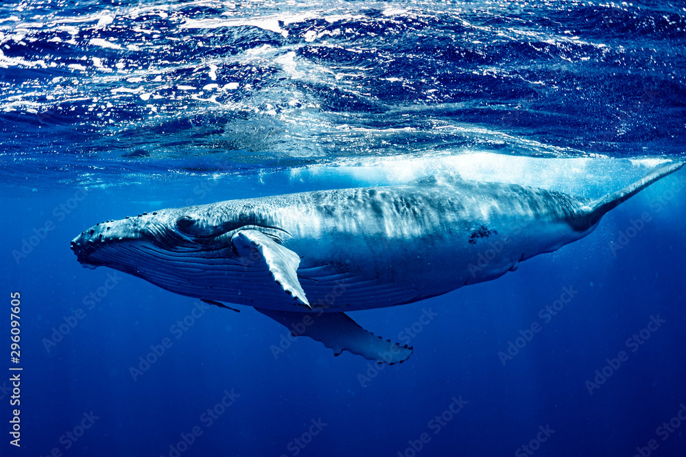 Fototapeta premium ザトウクジラ 座頭鯨 Humpback whale